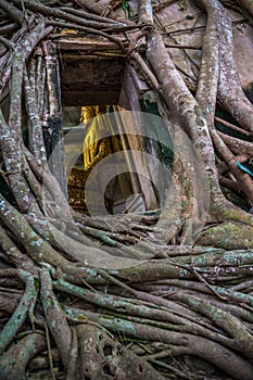 Buddha statue through the tree window