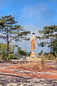 Buddha statues standing in an open space.