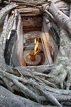 Buddha in Tree Frame, Samut Songkhram, Thailand