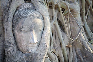 Buddha in tree roots at Wat Maha That