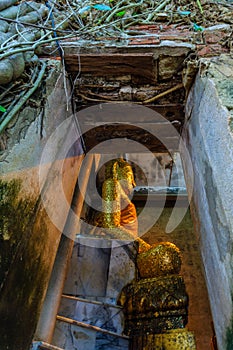 Buddha in the tree, Samutsongkram in Thailand