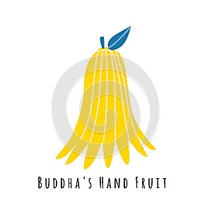 Buddhas fruit flat vector illustration