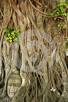 buddhas head banyan tree thailand