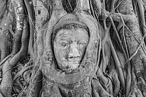 Buddhas head in Mahathat temple
