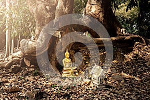 Buddhism statue at the root of a tree