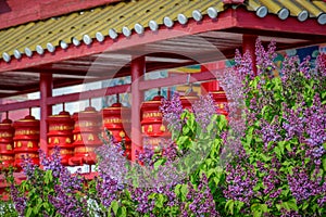 Buddhist drums with a lilac flowers