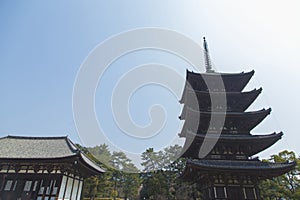 Buddhist Kofuku-ji pagoda in the city of Nara in Japan during the cherry blossoms