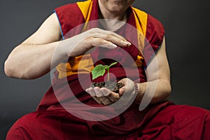 Buddhist monk in red kesa. A monk holding a green plant in his hand