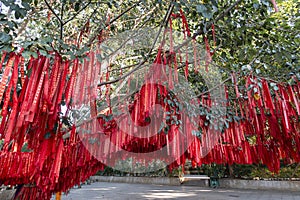 Buddhist payers hanging from a tree in Xishuangbanna, Yunnan - China photo