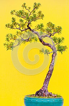 Buddhist pine (podocarpus macrophyllus) in bonsai form