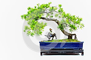 Buddhist pine tree in bonsai form