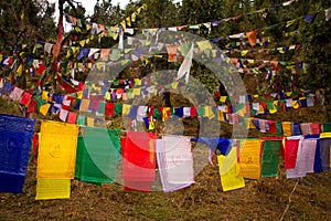 Buddhist prayer flags, Kora walk, McLeod Ganj, India