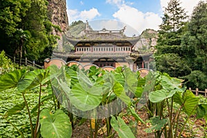 Buddhist temple with taro plants in the foreground in the Lingfeng Area of Mount Yandang in Yueqing, Zhejiang