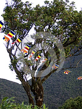 Buddhistic flags at a tree