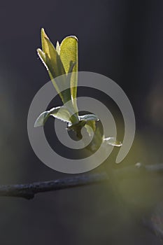 Buddies green in the spring photo