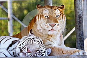 Buddies Royal White Orange Black Bengal Tigers