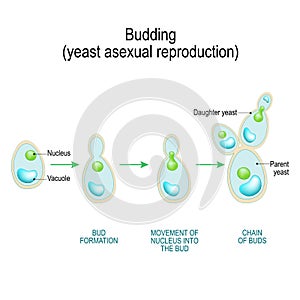 Budding. asexual reproduction of yeast cell
