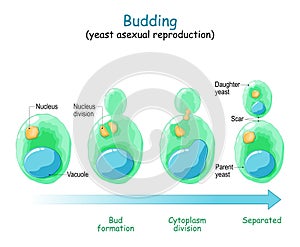 Budding. asexual reproduction of yeast cell