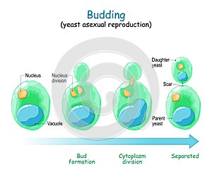Budding. asexual reproduction of yeast cell photo