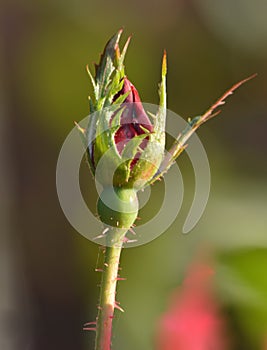 The budding of a beautiful rose