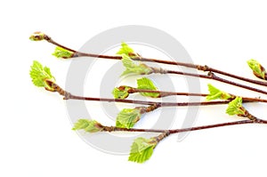 Budding birch leaves