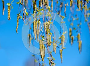 Budding birch leaves in the early spring