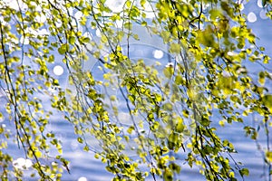 Budding birch leaves in the early spring on a background of water.