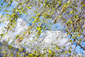 Budding birch leaves in the early spring