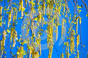 Budding birch leaves in the early spring