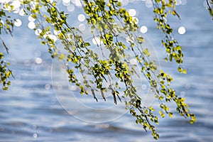 Budding birch leaves in the early spring