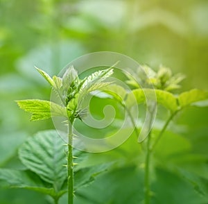 Budding blackberry