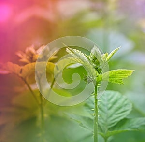 Budding blackberry in forest