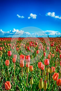 Budding and blooming red tulips on a large Dutch field