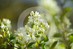 Budding and blooming white branches of an Amelanchier or Shadbush shrub or Serviceberry in the morning