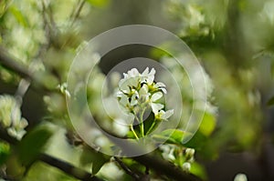 Budding and blooming white branches of an Amelanchier or Shadbush shrub or Serviceberry in the morning