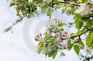 Budding and blossoming branches of a crabapple tree