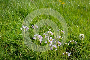 Budding, blossoming and overblown cuckooflower plants