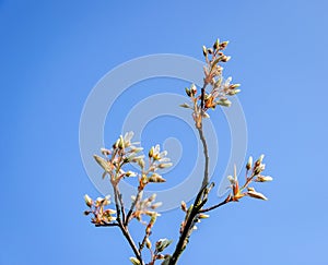 Budding and blossoming snowy mespilus from close