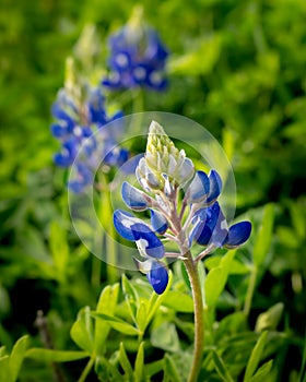 Budding Bluebonnet in early spring