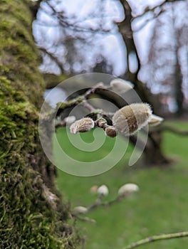 Budding Branch with Mossy Tree Bark