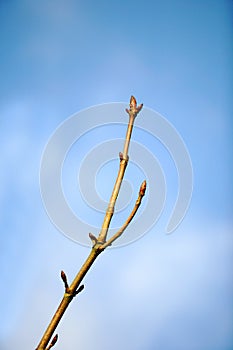 Budding branch of tree photo