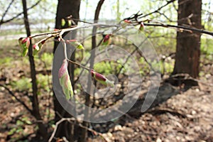 budding bud on a tree branch in spring time on a sunny day.