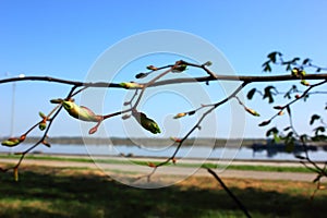 A budding bud on a tree branch in spring time on a sunny day. photo