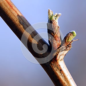 Budding bud with young leaves on a branch of spring tree