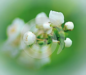 Budding buds(flowering)