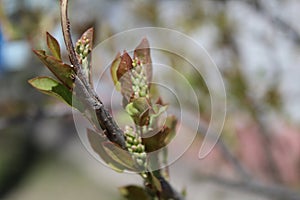 Budding buds with small leaves on tree branches in spring