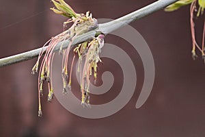 Budding buds with small leaves on tree branches in spring