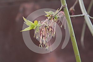 Budding buds with small leaves on tree branches in spring