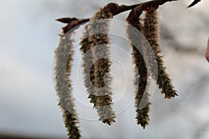 Budding buds with small leaves on tree branches in spring