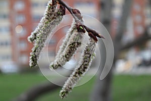 Budding buds with small leaves on tree branches in spring